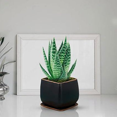 Pearl Small Black Gold with Plate Ceramic Pots for Indoor Plants,Planters,Flower